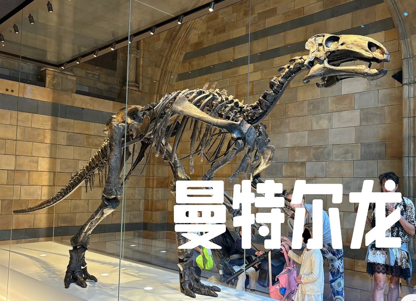 曼特尔龙