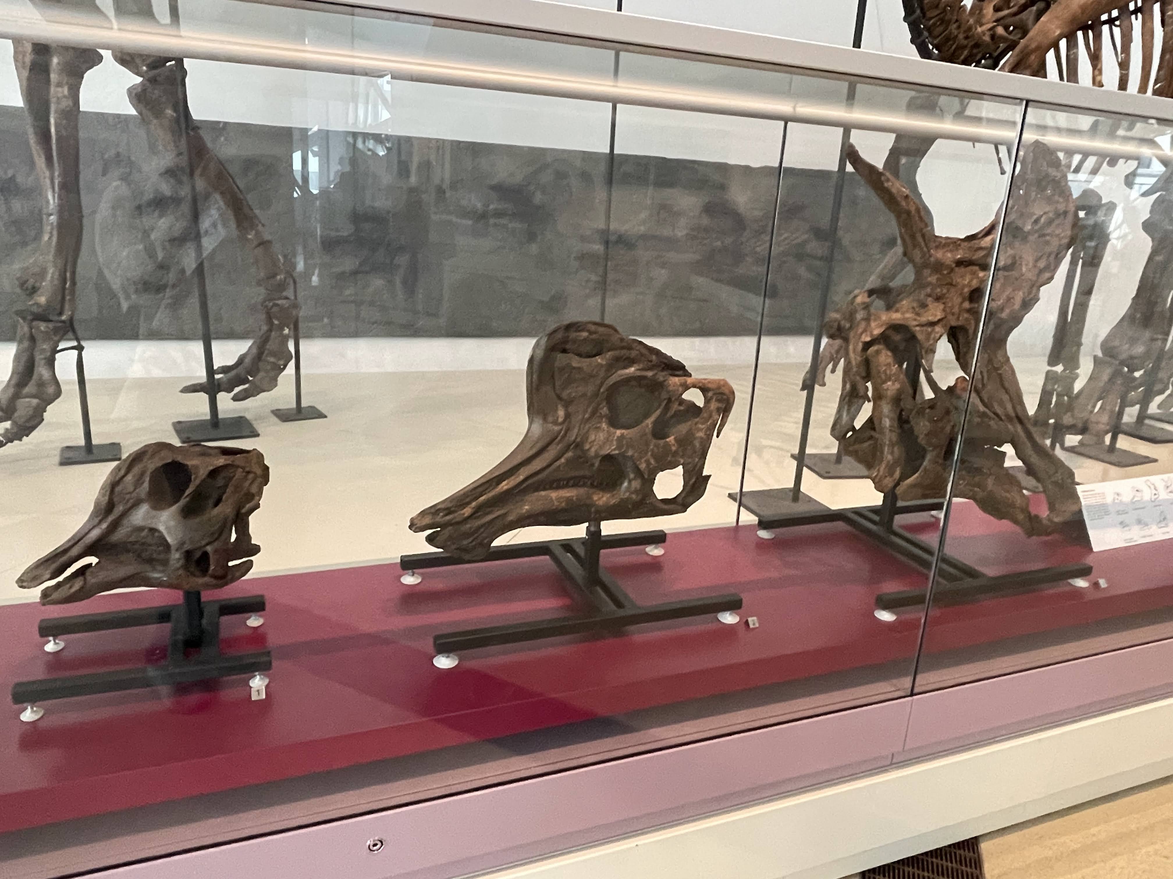 Corythosaurus