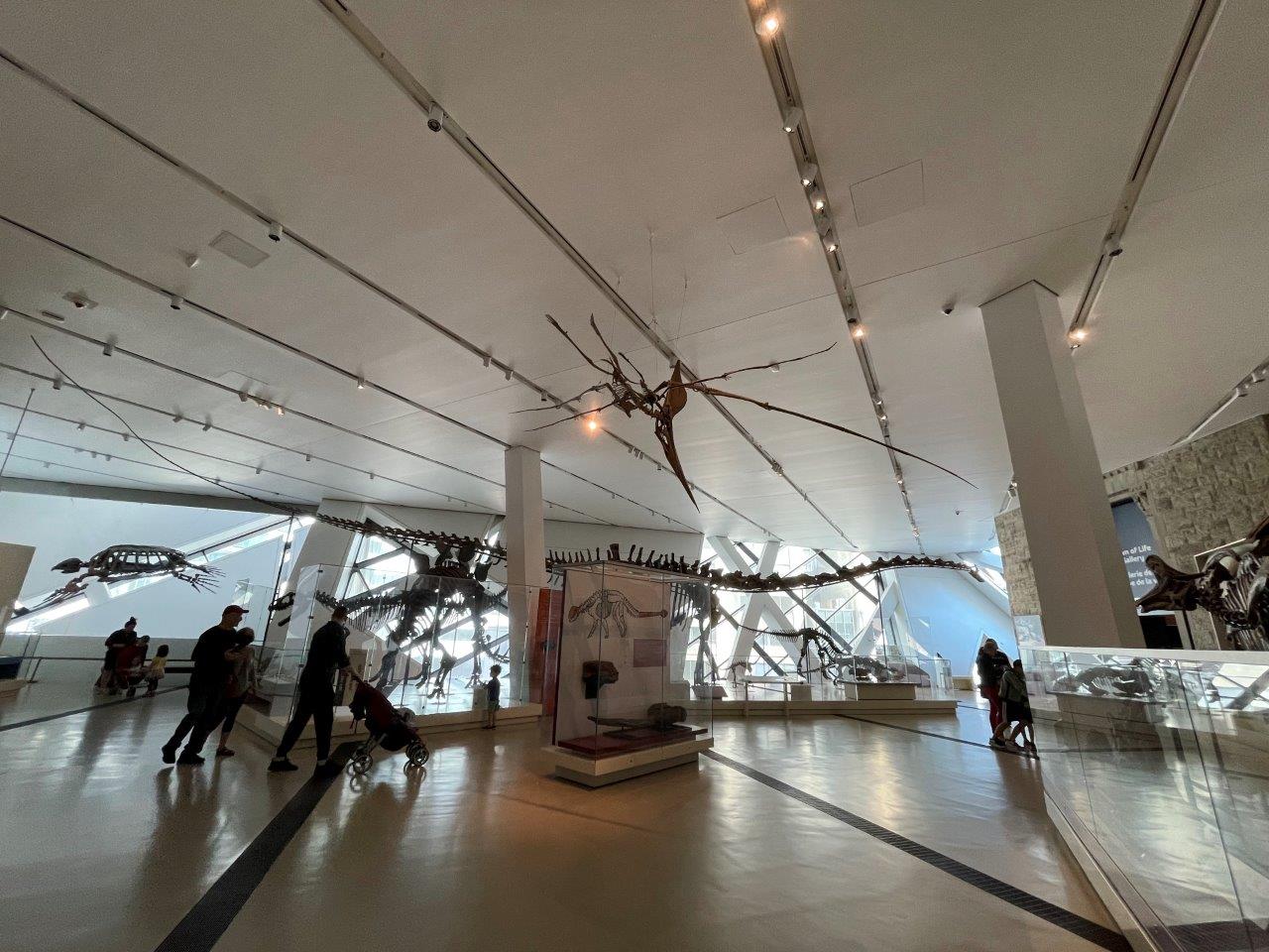 Barosaurus