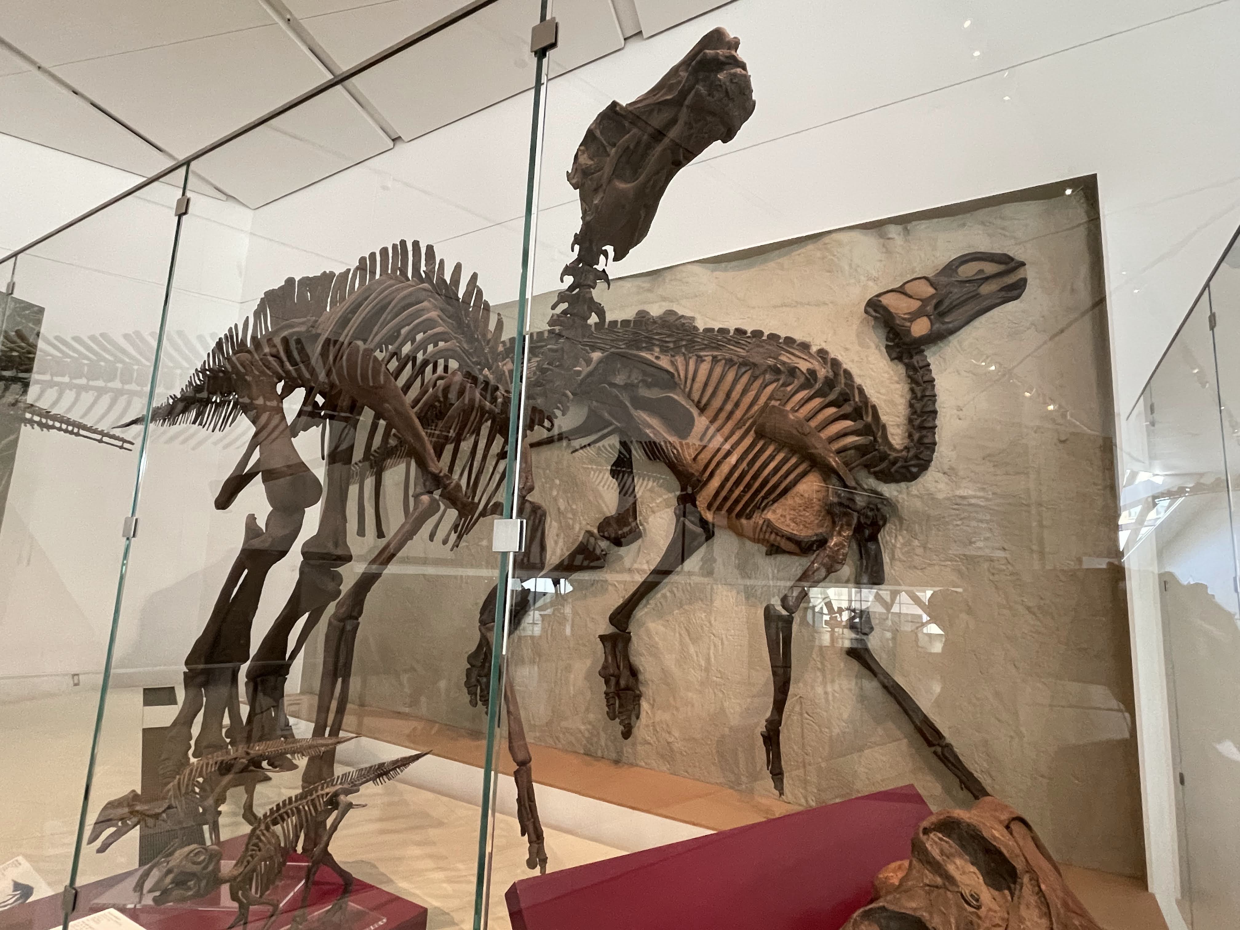 Maiasaura