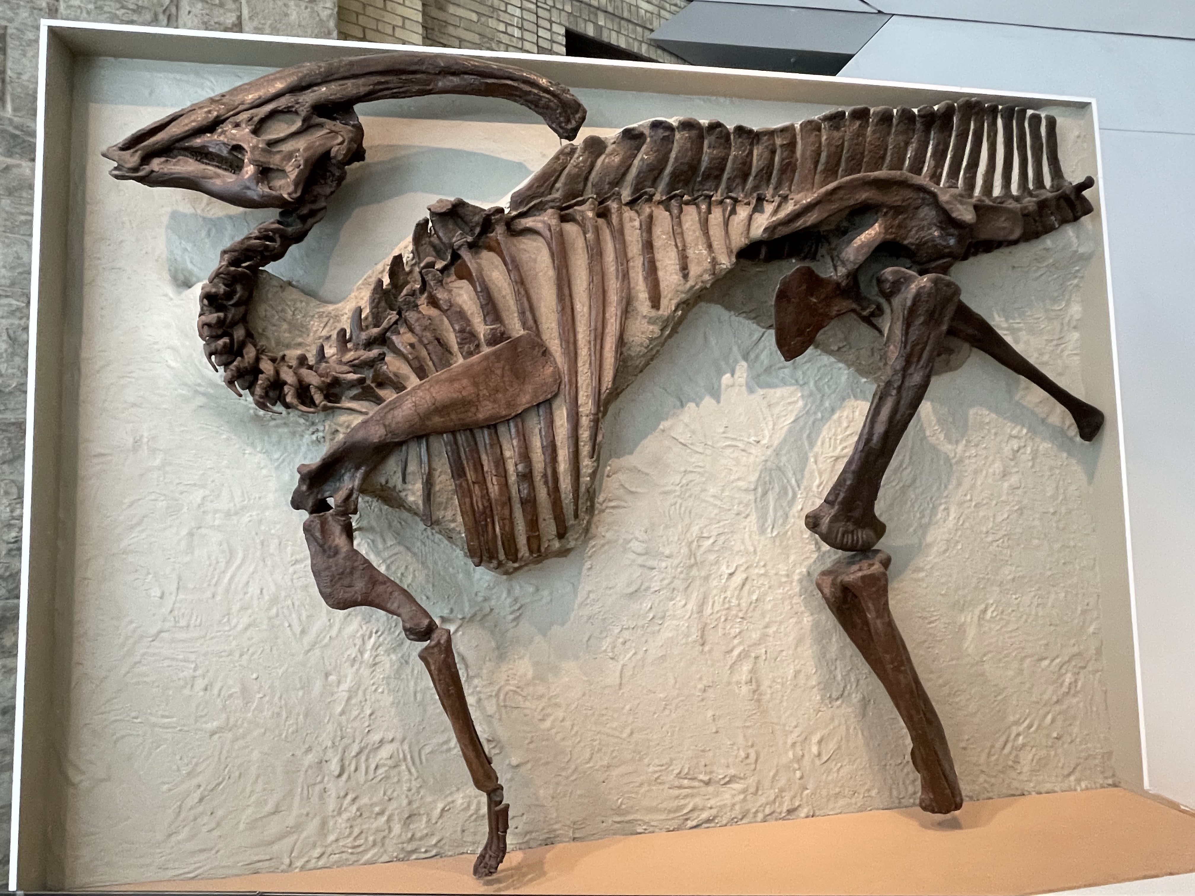 Parasaurolophus