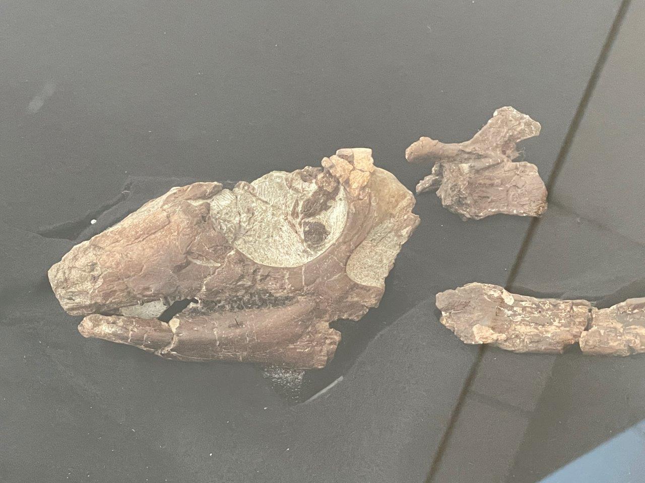 Parksosaurus